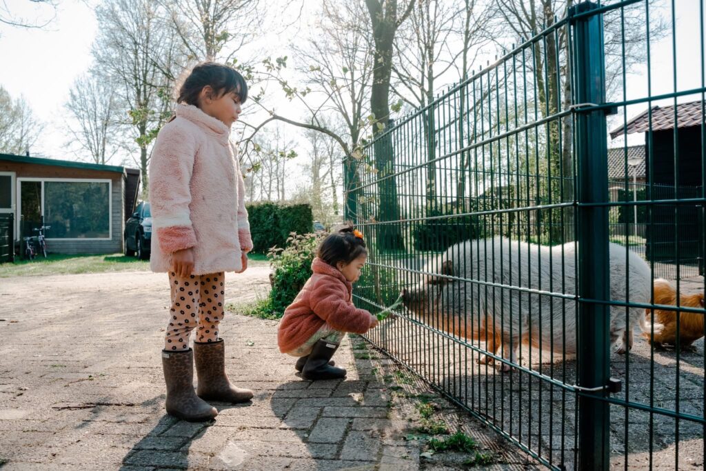 Kinderboerderij-varken-kinderen-Rammelbeek
